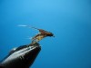 Biot Caddis Emerger.JPG