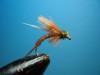 CDC Pheasant tail  Caddis Emerger.JPG