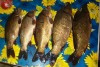 DSC01194.JPG