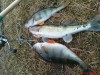 DSC01288.JPG