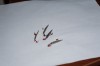 DSC02624-2.jpg