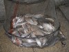 DSCN5662.jpg