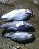 IMG0418A.jpg