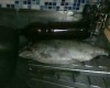 IMG0419A.jpg