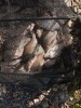 IMG_20260628_075731.jpg