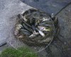 pic00149.jpg