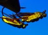 DSC09390.JPG