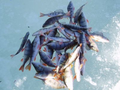 �������, ����� ���������� � ������ ������