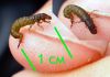 Файл: Hidropsychiidae.jpg
Объем: 177КБ
Размеры: 800x563
Дата: Фев 25, 2007 Hidropsychiidae.jpg