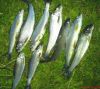 DSC00188-1.jpg