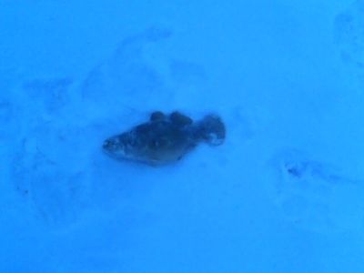 �������, ����� ���������� � ������ ������