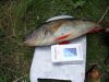 Resize of DSC00869.JPG