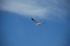 Файл: DSC_0173.JPG
Объем: 14КБ
Размеры: 640x428
Дата: Авг 26, 2009 DSC_0173.JPG