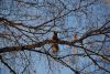 Файл: DSC_0600.jpg
Объем: 157КБ
Размеры: 800x536
Дата: Окт 15, 2012 DSC_0600.jpg