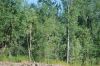 Файл: DSC_1032.JPG
Объем: 159КБ
Размеры: 640x428
Дата: Авг 26, 2009 DSC_1032.JPG