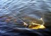 northernpike.jpg
