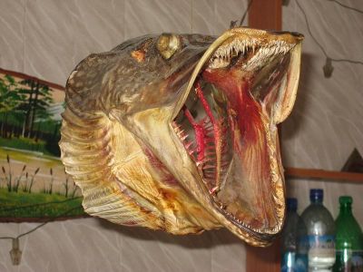 �������, ����� ���������� � ������ ������