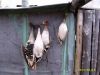 Image00044.jpg