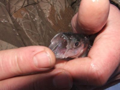 �������, ����� ���������� � ������ ������