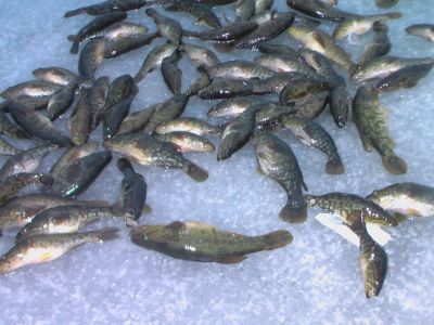 �������, ����� ���������� � ������ ������