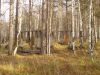 Файл: DSC00228.jpg
Объем: 171КБ
Размеры: 565x424
Дата: Окт 15, 2009 DSC00228.jpg