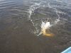 DSC00513.JPG