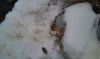 IMAG0698 ().jpg
