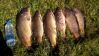 DSC_0179 -  - ~0.jpg