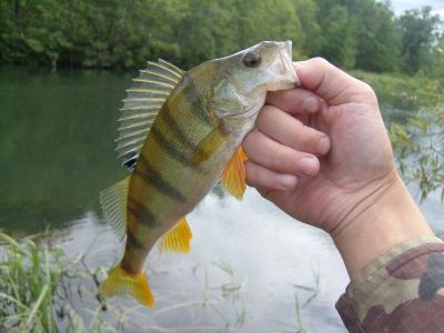 �������, ����� ���������� � ������ ������