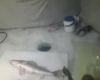 IMG0388A - .jpg